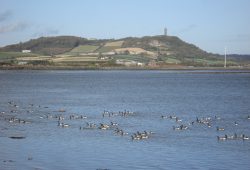 strangford-lough