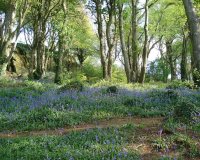 Bluebells Scrabo